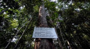 Hutan Adat: Ketika Kearifan Lokal Menjadi Benteng Terakhir Konservasi di Tengah Krisis Iklim